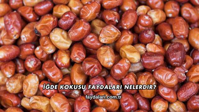 İğde Kokusu Faydaları Nelerdir?