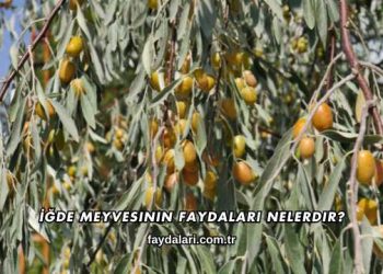 İğde Meyvesinin Faydaları Nelerdir?