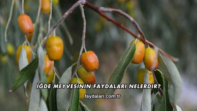 İğde Meyvesinin Faydaları Nelerdir?