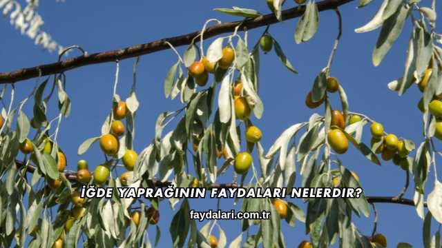 İğde Yaprağının Faydaları Nelerdir?