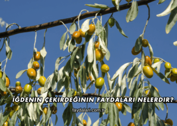 İğdenin Çekirdeğinin Faydaları Nelerdir?