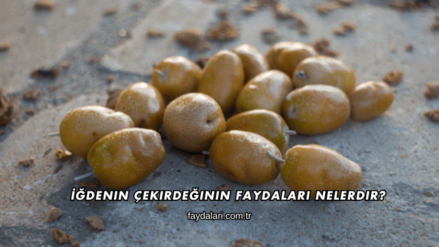 İğdenin Çekirdeğinin Faydaları Nelerdir?