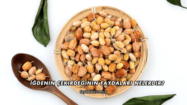 İğdenin Çekirdeğinin Faydaları Nelerdir?
