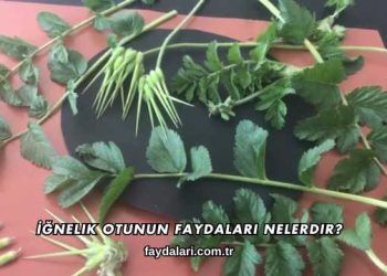 İğnelik Otunun Faydaları Nelerdir?