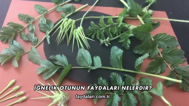 İğnelik Otunun Faydaları Nelerdir?