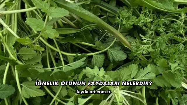 İğnelik Otunun Faydaları Nelerdir?