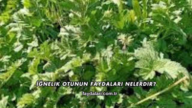 İğnelik Otunun Faydaları Nelerdir?