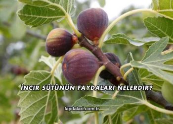 İncir Sütünün Faydaları Nelerdir?