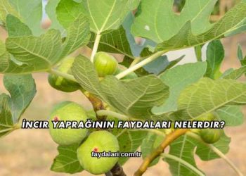 İncir Yaprağının Faydaları Nelerdir?