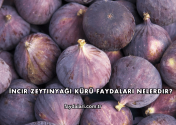 İncir Zeytinyağı Kürü Faydaları Nelerdir?