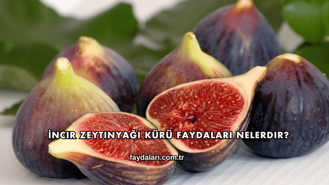 İncir Zeytinyağı Kürü Faydaları Nelerdir?