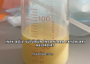 İnek Ağız Sütünün İnsanlara Faydaları Nelerdir?