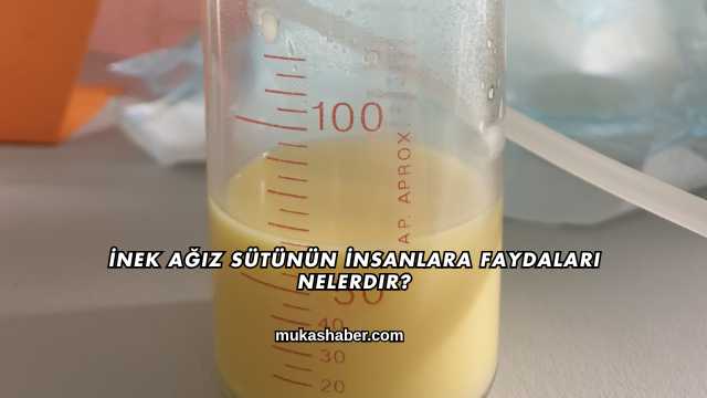 İnek Ağız Sütünün İnsanlara Faydaları Nelerdir?