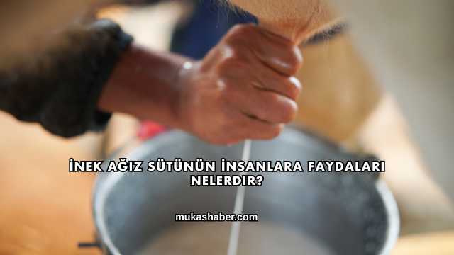 İnek Ağız Sütünün İnsanlara Faydaları Nelerdir?