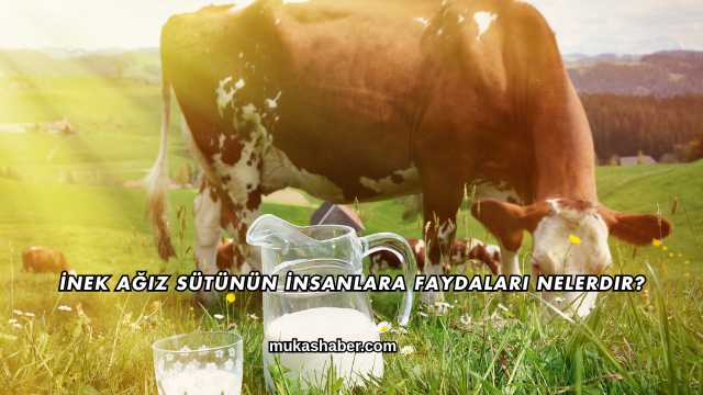 İnek Ağız Sütünün İnsanlara Faydaları Nelerdir?