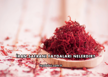 İran Safranı Faydaları Nelerdir?