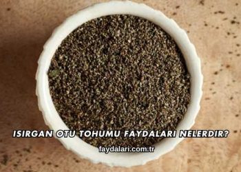 Isırgan Otu Tohumu Faydaları Nelerdir?