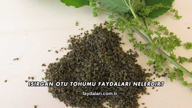 Isırgan Otu Tohumu Faydaları Nelerdir?