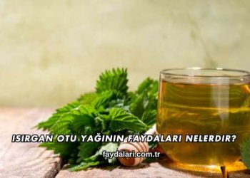 Isırgan Otu Yağının Faydaları Nelerdir?