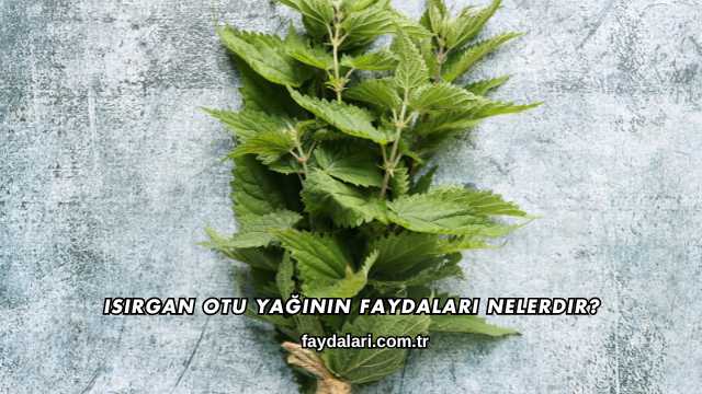 Isırgan Otu Yağının Faydaları Nelerdir?