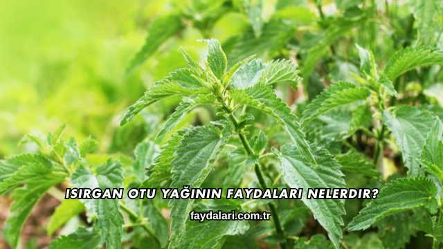 Isırgan Otu Yağının Faydaları Nelerdir?