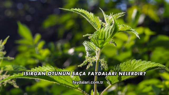 Isırgan Otunun Saça Faydaları Nelerdir?