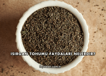 Isırgan Tohumu Faydaları Nelerdir?