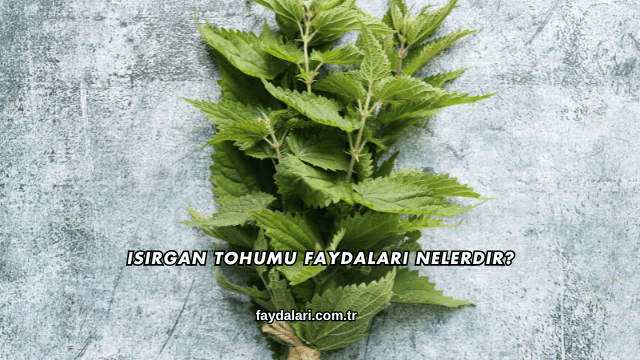 Isırgan Tohumu Faydaları Nelerdir?