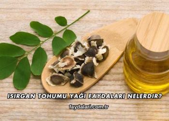 Isırgan Tohumu Yağı Faydaları Nelerdir?