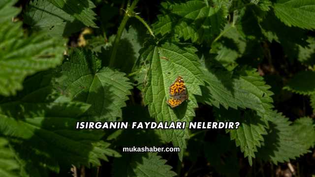 Isırganın Faydaları Nelerdir?