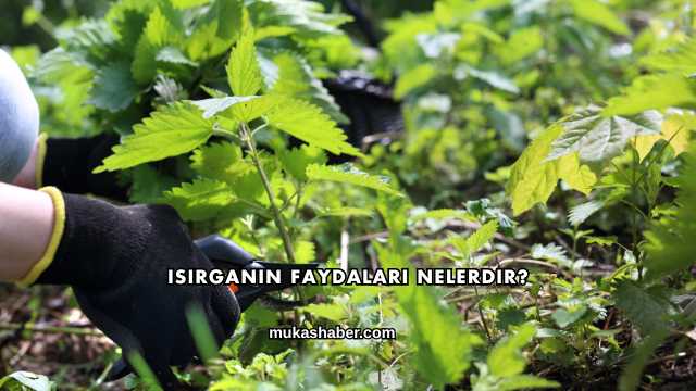 Isırganın Faydaları Nelerdir?