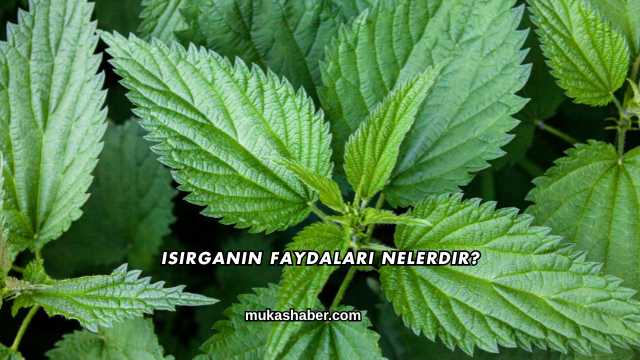 Isırganın Faydaları Nelerdir?