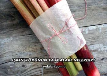 Işkın Kökünün Faydaları Nelerdir?