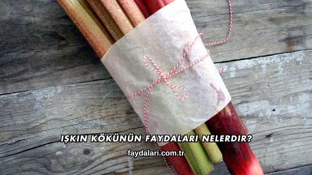 Işkın Kökünün Faydaları Nelerdir?