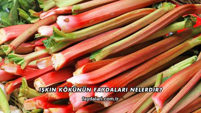 Işkın Kökünün Faydaları Nelerdir?