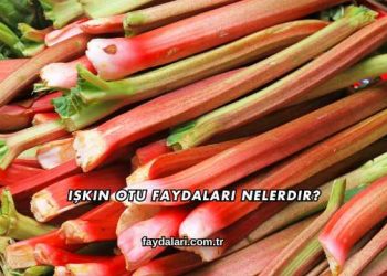 Işkın Otu Faydaları Nelerdir?