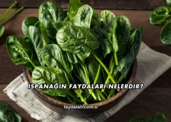 Ispanağın Faydaları Nelerdir?