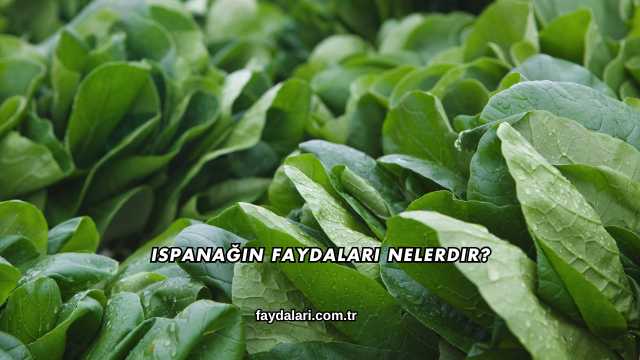 Ispanağın Faydaları Nelerdir?