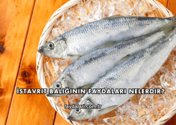 İstavrit Balığının Faydaları Nelerdir?