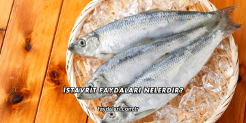 İstavrit Faydaları Nelerdir?