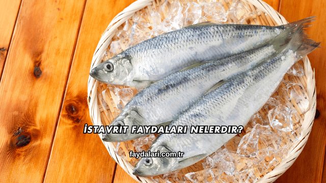 İstavrit Faydaları Nelerdir?