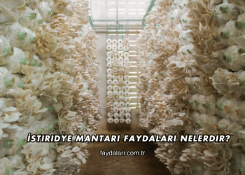 İstiridye Mantarı Faydaları Nelerdir?