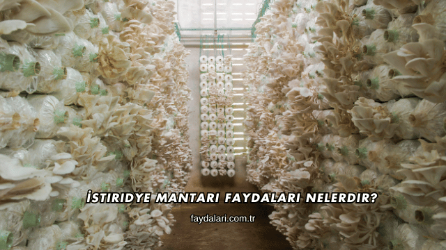 İstiridye Mantarı Faydaları Nelerdir?