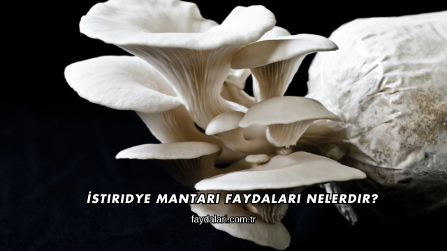 İstiridye Mantarı Faydaları Nelerdir?