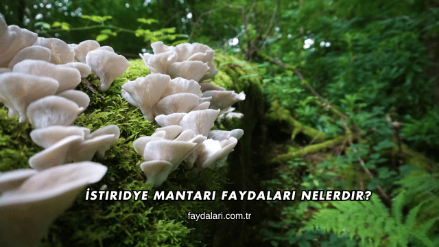İstiridye Mantarı Faydaları Nelerdir?