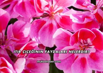 Itır Çiçeğinin Faydaları Nelerdir?