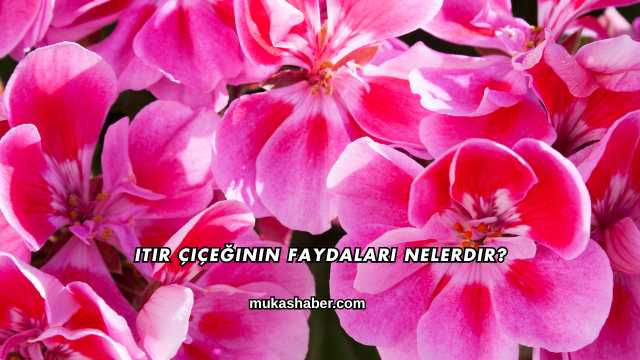 Itır Çiçeğinin Faydaları Nelerdir?