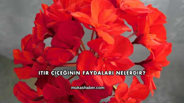 Itır Çiçeğinin Faydaları Nelerdir?