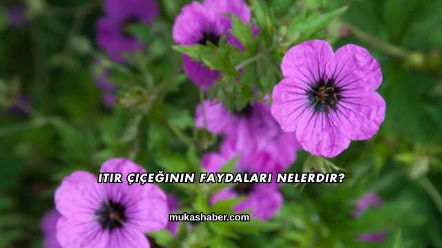 Itır Çiçeğinin Faydaları Nelerdir?