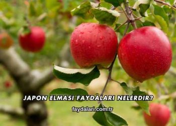 Japon Elması Faydaları Nelerdir?